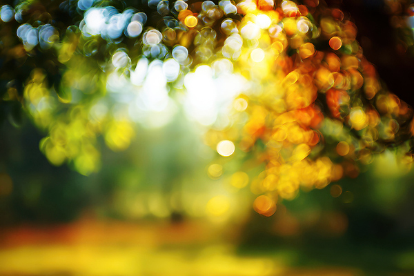 JPG 나무 편집이미지 잎 자연 아침 풍경 초록색 여름 빛 햇빛 소리 산책 금색 신선 뭉게구름 이미지편집 AI포토 AI콘텐츠 주간 식물 계절 컬러 휴식 태양 생태계 파일형식 구름_자연