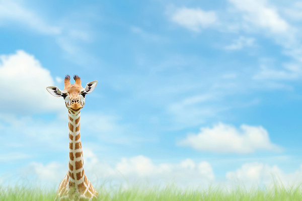 JPG 동물 편집이미지 여유 자연 하늘 동물원 풍경 초원 환경 기린 편집실사 AI컴퓨터그래픽 AI콘텐츠 감정 포유류 CG 생태계 파일형식