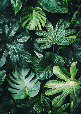 JPG 식물 편집이미지 잎 자연 생명 초록색 환경 열대우림 열대식물 생태계 식물원 조화 편집실사 AI포토 AI콘텐츠 컬러 숲 CG 파일형식