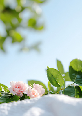 JPG 식물 편집이미지 꽃 잎 자연 하늘 생명 휴식 여름 장미 소풍 평화 정원 꽃집 뷰티풀 편집실사 AI포토 AI콘텐츠 계절 컨셉 야외활동 상점 CG 생태계 파일형식