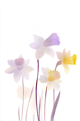 도형 식물 계절 꽃 컨셉 취미 생태계 파일형식 수선화 봄 화초 자연 뷰티풀 컬러 꽃잎 우아함 꽃다발 조화 원예 정원 생명 색채 화사함 원형 신선 JPG 국내일러스트 일러스트