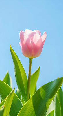 식물 계절 꽃 컬러 태양 CG 생태계 파일형식 튤립 봄 분홍색 하늘 자연 잎 생명 뷰티풀 햇빛 신선 정원 편집이미지 편집실사 JPG