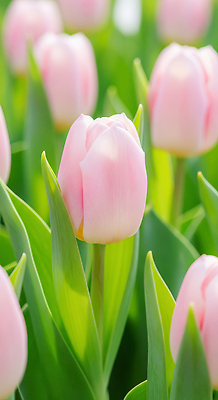 식물 계절 꽃 컬러 태양 CG 생태계 파일형식 튤립 분홍색 정원 봄 햇빛 생명 자연 뷰티풀 꽃잎 초록색 화초 풍경 편집이미지 편집실사 JPG