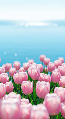 식물 계절 꽃 바다 컬러 CG 생태계 파일형식 튤립 분홍색 해변 풍경 자연 꽃밭 만개 뷰티풀 봄 편집이미지 편집실사 JPG