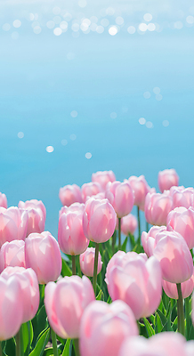 식물 계절 꽃 컬러 태양 CG 생태계 파일형식 튤립 봄 분홍색 풍경 뷰티풀 자연 하늘 생명 만개 정원 파란색 햇빛 꽃밭 편집이미지 편집실사 JPG