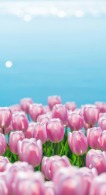 식물 계절 꽃 컬러 태양 CG 생태계 파일형식 튤립 분홍색 꽃밭 바다 햇빛 자연 풍경 여름 봄 정원 뷰티풀 하늘 편집이미지 편집실사 JPG