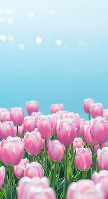 식물 계절 꽃 컬러 태양 CG 생태계 파일형식 튤립 분홍색 정원 봄 하늘 파란색 풍경 자연 뷰티풀 생명 꽃잎 햇빛 편집이미지 편집실사 JPG