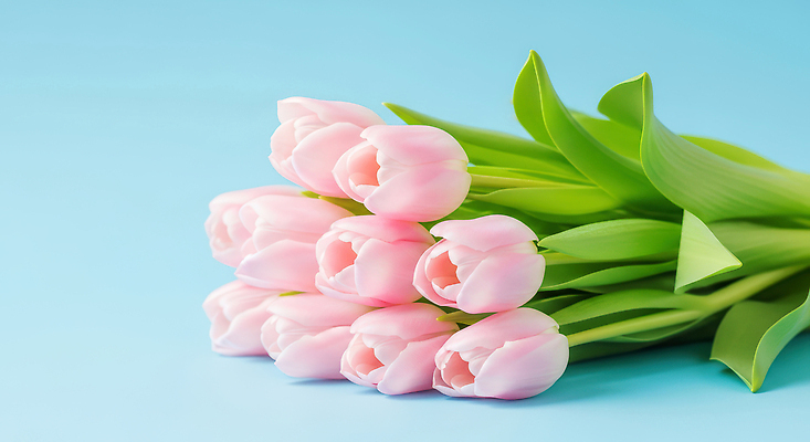 식물 계절 꽃 감정 백그라운드 파란색 CG 생태계 파일형식 꽃다발 파란배경 봄 자연 장식 생화 뷰티풀 선물 컬러 정원 사랑 편집이미지 편집실사 JPG