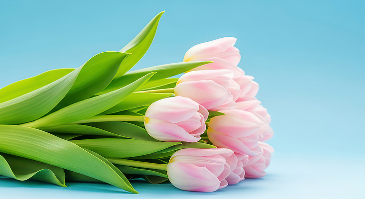 식물 계절 꽃 컬러 백그라운드 컨셉 파란색 CG 생태계 파일형식 튤립 분홍색 파란배경 자연 잎 생명 화사함 뷰티풀 꽃다발 봄 정원 장식 편집이미지 편집실사 JPG