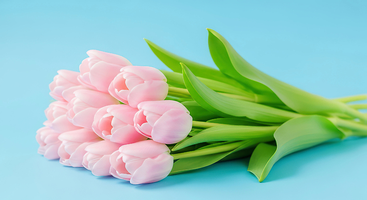 식물 계절 꽃 백그라운드 파란색 감각 CG 생태계 파일형식 튤립 다발 봄 자연 컬러 부드러움 뷰티풀 파란배경 생명 꽃다발 장식 편집이미지 편집실사 JPG