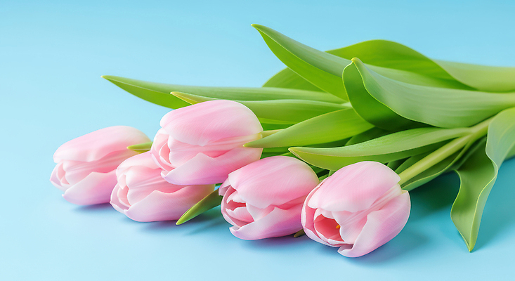 식물 계절 꽃 컬러 백그라운드 취미 파란색 CG 생태계 파일형식 튤립 분홍색 꽃다발 자연 파란배경 원예 전시 장식 뷰티풀 봄 생명 잎 편집이미지 편집실사 JPG