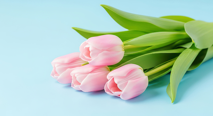 식물 계절 꽃 컬러 컨셉 감각 CG 생태계 파일형식 튤립 분홍색 부드러움 파란색 자연 생명 뷰티풀 정원 장식 꽃다발 봄 여름 화사함 편집이미지 편집실사 JPG