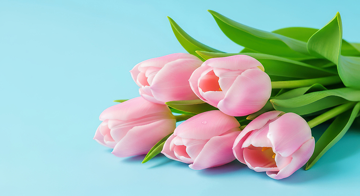 식물 계절 꽃 컬러 내부 CG 생태계 파일형식 튤립 분홍색 꽃다발 자연 봄 잎 뷰티풀 장식 선물 실내 화초 조화 편집이미지 편집실사 JPG