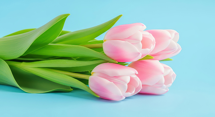 식물 계절 꽃 컬러 컨셉 CG 생태계 파일형식 튤립 잎 분홍색 자연 뷰티풀 생명 화초 정원 오브젝트 장식 봄 감성 편집이미지 편집실사 JPG