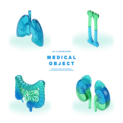 PSD 편집이미지 교육 과학 신체 해부 의학 뼈 건강 3D 구출 신장 허파 장 생물학 편집3D 도움 비뇨기관 호흡기관 디지털합성 파일형식