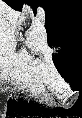 동물 디자인 얼굴 예술 일러스트 자연 검은배경 생물 털 흑백 머리 그림 작품 귀 멧돼지 스타일 국내일러스트 AI파일 백그라운드 포유류 촬영기법 미술 신체부위 검은색 생태계 파일형식 벡터