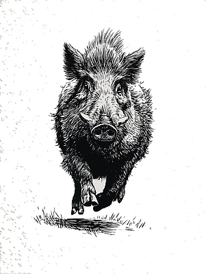 동물 야생동물 일러스트 자연 생명 초원 달리기 환경 숲 그림 생태계 서식 서식지 멧돼지 생동감 수렵 국내일러스트 AI파일 포유류 모션 파일형식 벡터