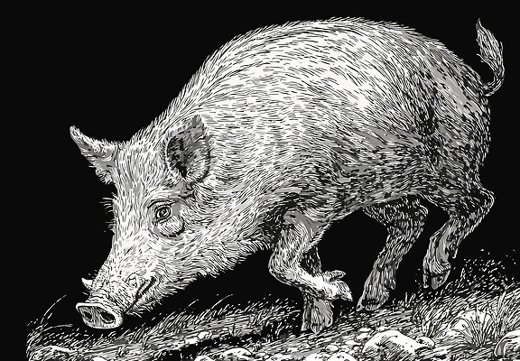 동물 야생동물 이동 일러스트 포유류 자연 생명 생물 흑백 달리기 자연보호 환경 숲 맹수 서식지 멧돼지 국내일러스트 AI파일 컨셉 모션 촬영기법 보호 생태계 파일형식 벡터