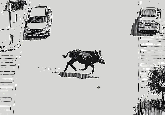 동물 도로 이동 일러스트 모션 자동차 자연 거리 안전 평화 회색 도시 도심 주차 생태계 탐색 멧돼지 오후 국내일러스트 AI파일 길 육상교통 컬러 컨셉 포유류 교통시설 파일형식 벡터