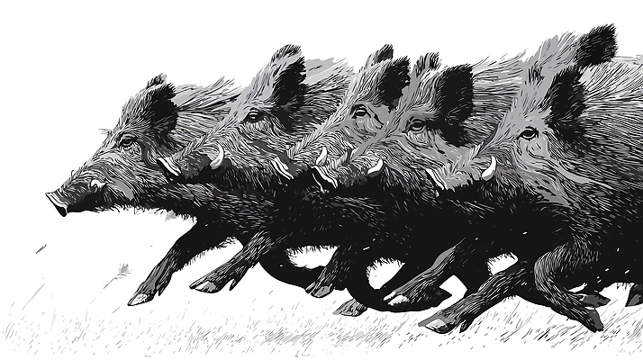 동물 이동 일러스트 자연 달리기 운동 환경 촬영 힘 회색 숲 생태계 지형 서식지 멧돼지 생동감 국내일러스트 AI파일 컬러 컨셉 포유류 모션 건강 파일형식 벡터