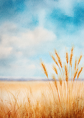 JPG 농업 일러스트 자연 하늘 바람 수채화 풍경 초원 일상 여름 농작물 햇빛 평화 고요 수확 가을 시골 농부 밀 친환경 갈대밭 밀밭 국내일러스트 자연요소 직업 계절 산업 컨셉 밭 날씨 곡류 라이프 태양 환경 생태계 파일형식 갈대_식물