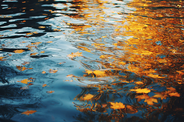 JPG 편집이미지 계절 컬러 단풍 자연 나뭇잎 풍경 일상 물 반사 고요 가을 추억 뷰티풀 차분 편집실사 자연요소 컨셉 잎 라이프 CG 생태계 파일형식