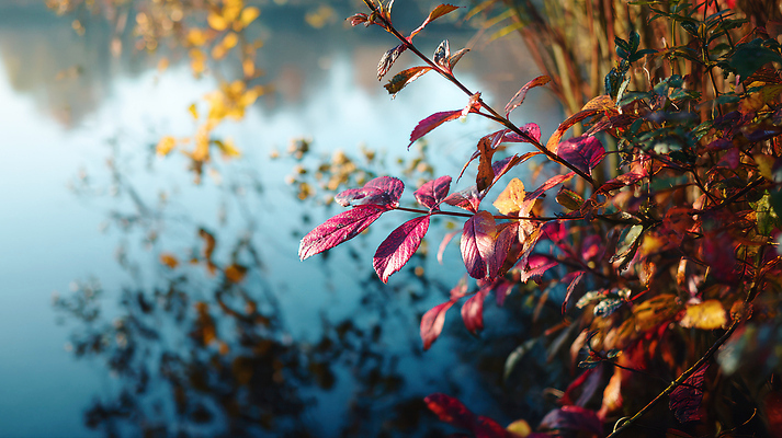 JPG 나무 편집이미지 호수 컬러 잎 자연 나뭇잎 풍경 물 반사 일출 고요 일몰 가을 수면 뷰티풀 편집실사 자연요소 식물 계절 노을 CG 생태계 파일형식