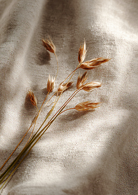 JPG 식물 편집이미지 자연 생명 장식 인테리어 평화 고요 가을 풀꽃 편집실사 디자인 계절 꽃 컨셉 CG 생태계 파일형식