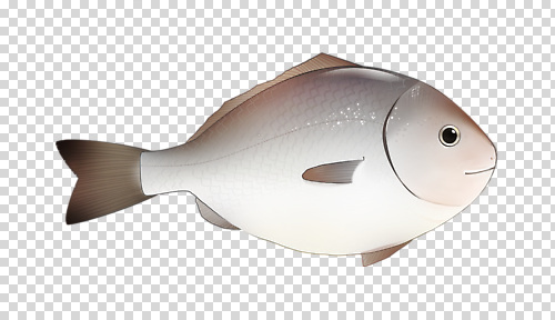 식물 편집이미지 바다 컬러 자연 생물 어류 수중 수영 먹이 서식지 PNG 특징 수중동물 수상스포츠 생태계 파일형식