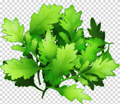 식물 편집이미지 잎 채소 재료 자연 건강 요리 장식 신선 고수 맛 향신료 PNG 채소밭 신선도 컨셉 밭 생태계 향미료 파일형식