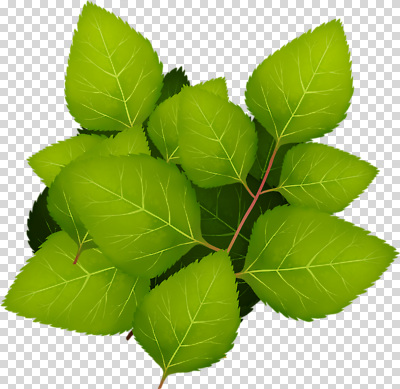 나무 식물 편집이미지 잎 자연 생명 건강 초록색 환경 성장 생태계 조화 PNG 컬러 파일형식