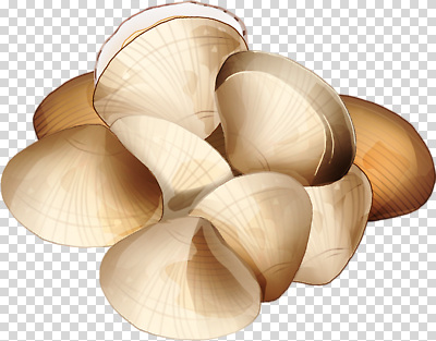 편집이미지 음식 바다 컬러 곡선 자연 조개 생물 요리 해변 식사 수중동물 수확 해산물 PNG 자연물 동물 선 농업 어패류 생태계 파일형식