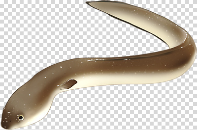 편집이미지 호수 자연 생명 생물 어류 강 환경 수중 수영 생태계 서식지 PNG 민물 은어 수중동물 수상스포츠 민물고기 파일형식