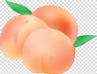 나무 식물 편집이미지 컬러 잎 과일 자연 장식 여름 과자 식사 신선 달콤 복숭아 비타민 PNG 계절 디저트 맛 생태계 영양소 파일형식