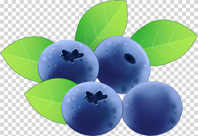편집이미지 음식 컬러 잎 과일 자연 파란색 신선 허브 블루베리 베리 건강식품 비타민 PNG 식물 건강 생태계 영양소 파일형식