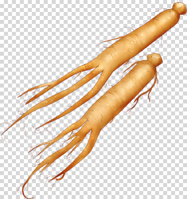 편집이미지 전통 웰빙 문화 음식 자연 한국 건강 치료 한의학 인삼 약초 뿌리 PNG 동아시아 아시아 의학 풀_식물 삼 생태계 파일형식