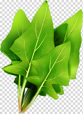 편집이미지 컬러 다이어트 채소 식재료 건강 요리 초록색 샐러드 신선 시금치 식단 PNG 저칼로리 비건 음식 채식주의자 파일형식