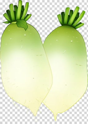 식물 편집이미지 잎 농업 채소 자연 한국 건강 초록색 정원 성장 무 배추 유기농 PNG 싱그러움 웰빙 산업 아시아 컬러 뿌리채소 생태계 파일형식