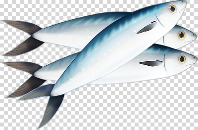 편집이미지 바다 자연 어류 환경 수중 수영 수중동물 그물 생태계 청록색 PNG 먹이사슬 생존 동물 컬러 수상스포츠 파일형식