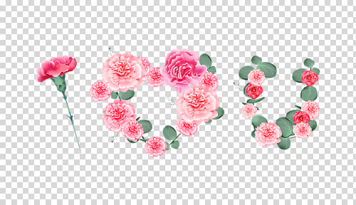 편집이미지 디자인 기념일 꽃 분홍색 꽃다발 잎 사랑 장식 인테리어 로맨틱 표현 생일 PNG 식물 감정 컬러 컨셉 이벤트 파일형식