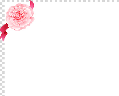 편집이미지 디자인 기념일 꽃 리본 분홍색 백그라운드 장식 흰색 왼쪽 초대장 부드러움 PNG 식물 컬러 카드_감사 이벤트 감각 방향 파일형식