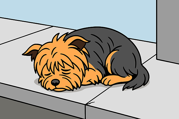 동물 일러스트 휴식 거리 털 반려동물 노란색 평화 귀여움 검은색 도시 잠 보행로 개 강아지 보호 편안함 소음 국내일러스트 AI파일 길 컬러 컨셉 포유류 소리 감각 파일형식 벡터