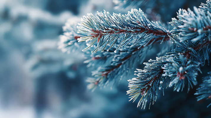 주간 자연요소 나무 식물 계절 컬러 컨셉 채소 모션 날씨 CG 생태계 파일형식 겨울 서리 가지 뷰티풀 아침 자연 얼음 숲 파란색 반짝임 생명 편집실사 JPG 편집이미지 눈 소나무 눈덮임