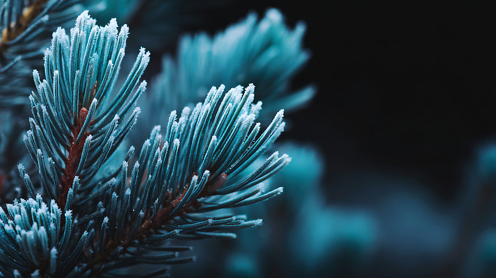 자연요소 나무 식물 계절 컬러 컨셉 잎 날씨 숲 CG 생태계 파일형식 솔잎 겨울 자연 청록색 뷰티풀 생명 바람 숲속 편집실사 JPG 편집이미지 눈 소나무 눈덮임