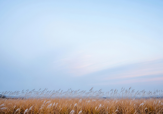 자연요소 계절 컨셉 날씨 한국 전자제품 노을 야간 CG 생태계 파일형식 하늘 풍경 자연 평화 바람 조용 뷰티풀 카메라 여름 오후 초원 저녁 일몰 편집실사 편집이미지 JPG 눈 겨울 제주도