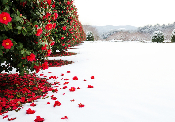 자연요소 식물 계절 꽃 컬러 컨셉 날씨 한국 CG 생태계 파일형식 동백 겨울 꽃잎 풍경 나무 정원 자연 빨간색 눈덮임 산 뷰티풀 편집실사 편집이미지 JPG 눈 제주도