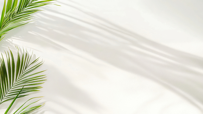 JPG 식물 편집이미지 여유 백그라운드 잎 자연 조명 실내 그림자 야외 빛 야자수 평화 고요 공간 흰색 편집실사 AI포토 AI콘텐츠 나무 감정 컬러 컨셉 내부 CG 생태계 파일형식