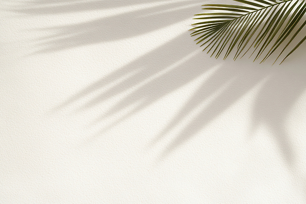 JPG 식물 편집이미지 디자인 벽 잎 자연 실내 그림자 여름 인테리어 햇빛 고요 분위기 색감 전경 편집실사 AI포토 AI콘텐츠 계절 컨셉 풍경 내부 태양 CG 생태계 파일형식 탑뷰