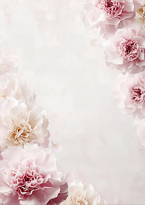 식물 꽃 감정 컬러 컨셉 감각 CG 생태계 파일형식 카네이션 분홍색 백그라운드 자연 뷰티풀 장식 빈티지 사랑 화사함 부드러움 디자인 생명 장미 편집실사 편집이미지 JPG 프레임