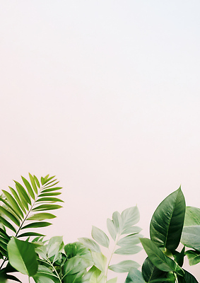 식물 편집이미지 디자인 감정 컬러 감각 생태계 파일형식 잎 자연 백그라운드 공간 편안함 조화 환경 초록색 인테리어 여유 JPG 이미지편집